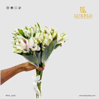 Wholesale White Alstroemeria-22-lxf-1498