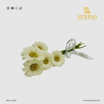 Wholesale White Gerbera-27-Lxf-1523
