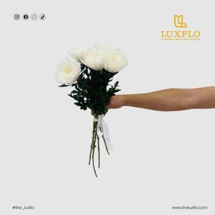 Wholesale Deco-31-Lxf-1551