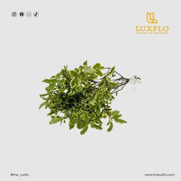 Wholesale Pittosporum-33-Lxf-1553