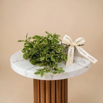 Wholesale-Pittosporum Leaves-LXF-1553