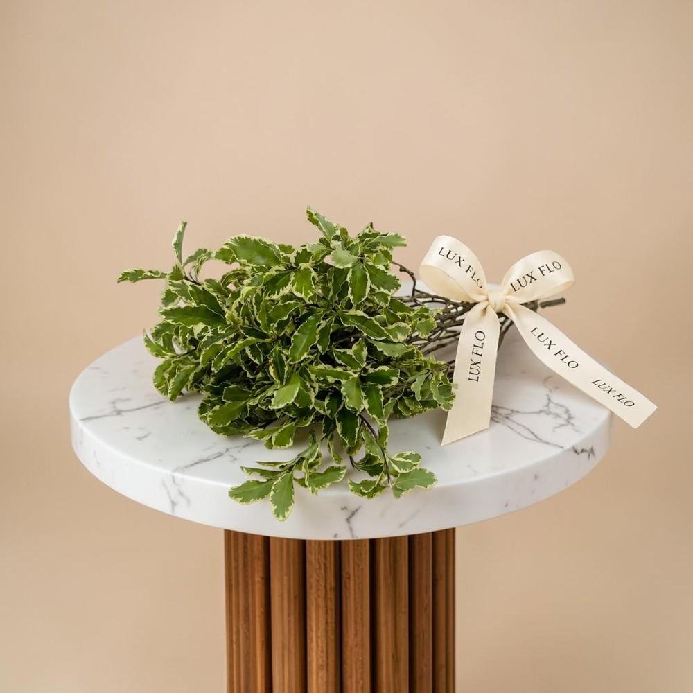 Wholesale-Pittosporum Leaves-LXF-1553