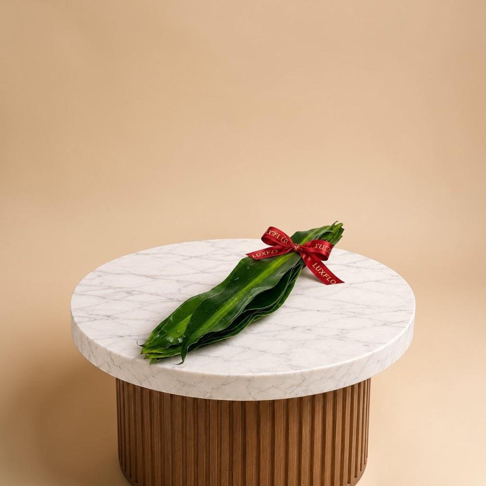 Wholesale-Masangeana leaves-LXF-1554