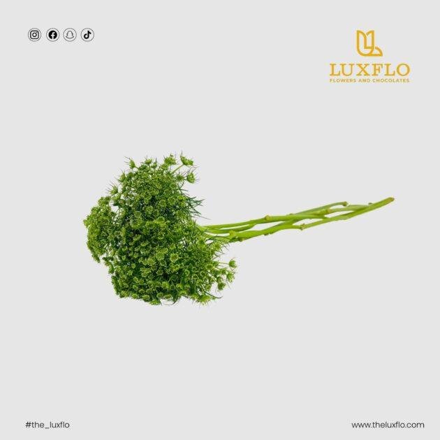Wholesale-39-Green Ammi-LXF-1562