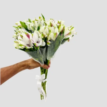 Wholesale White Alstroemeria-22-lxf-1498
