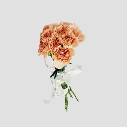 Wholesale Peach Carnation-24-lxf-1500