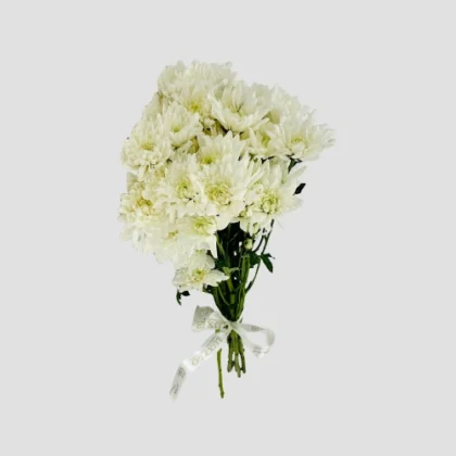 Wholesale White Chrysanthemum-25-lxf-1501