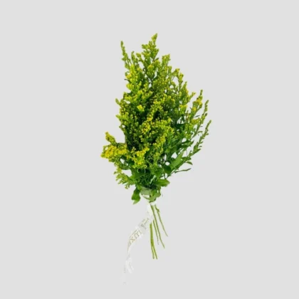Wholesale Solidago-28-Lxf-1547