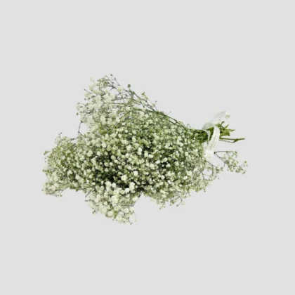 Wholesale Gypsophila-29-Lxf-1548