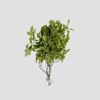 Wholesale Pittosporum-33-Lxf-1553