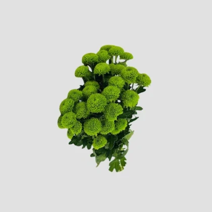 Wholesale-35-Chrysanthemum Santini Green-LXF-1555