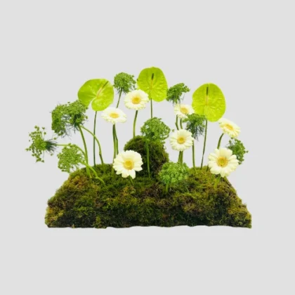 Evergreen Grace-LXF-1559