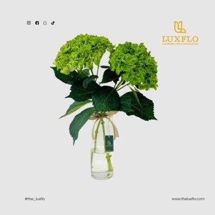 Verdant Glow-LXF-1707