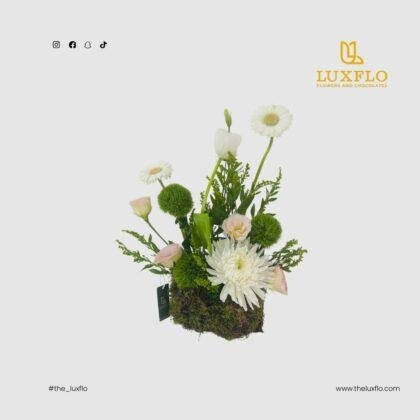 Hello Sunshine-LXF-1715