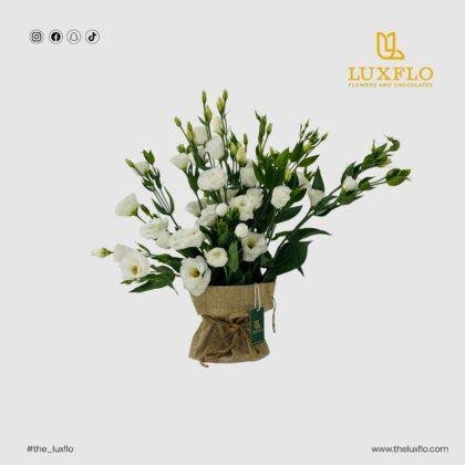 Eustoma-Jute-LXF-1724