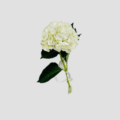 Wholesale-54-White Hydrangea-LXF-1697