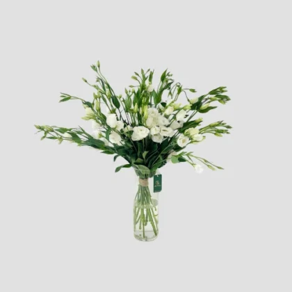 Eustoma Bloom-LXF-1699