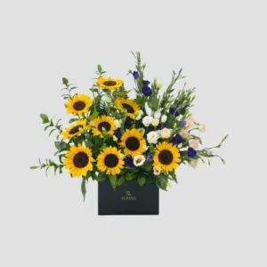 Hello Sunshine-LXF-1714