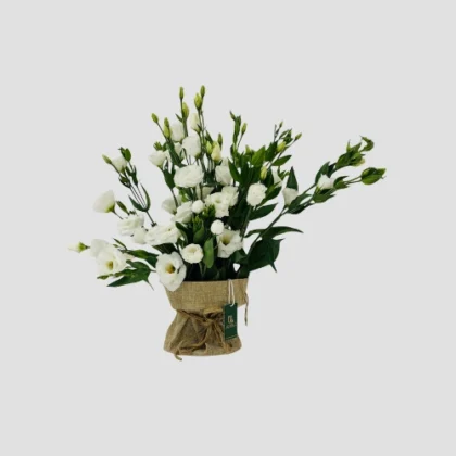Eustoma-Jute-LXF-1724