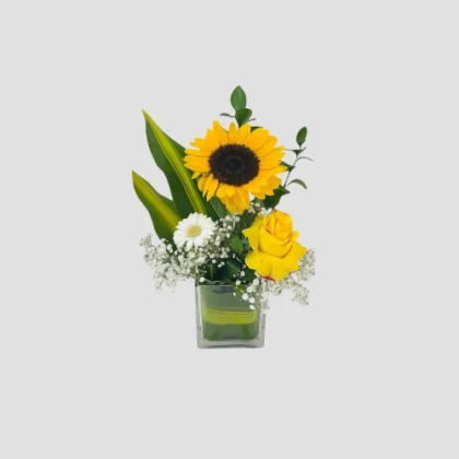 Sunny Serenity-LXF-1674