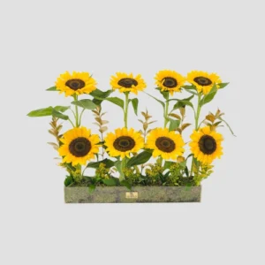 Sunshine Treasure-LXF-1681