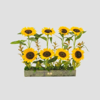 Sunshine Treasure-LXF-1681