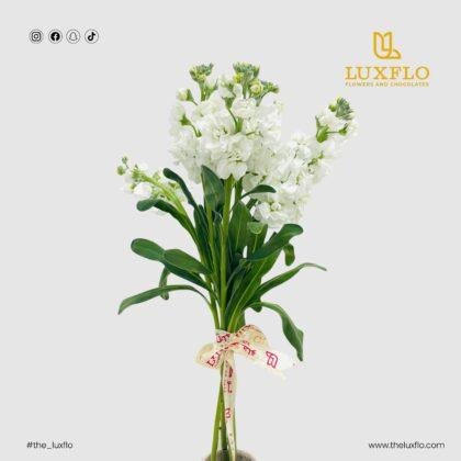 Wholesale-62-Matthiola White-LXF-1736