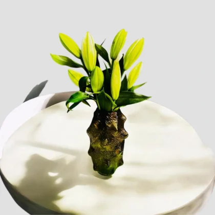 Brown Luxe Lily-LXF-1889