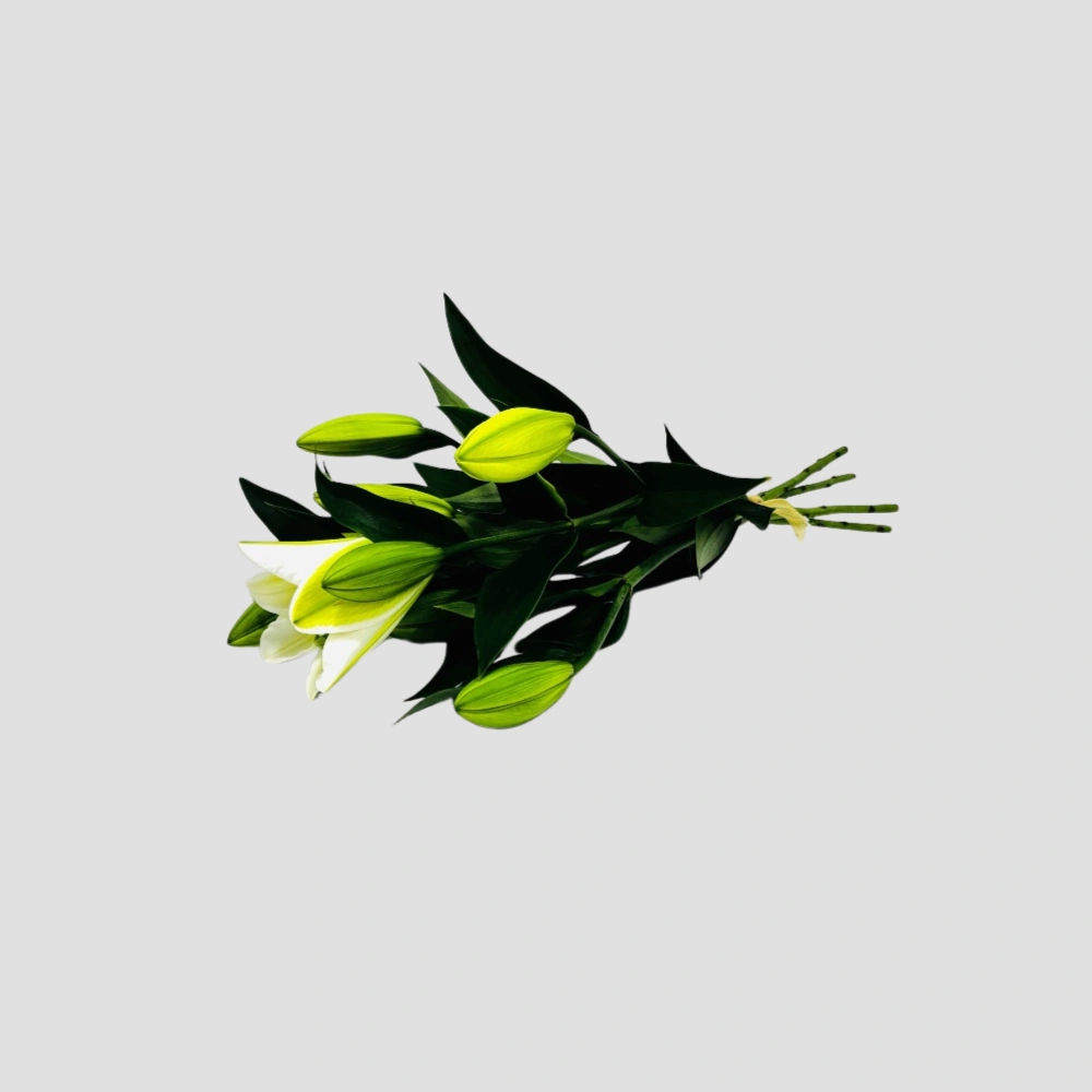 Wholesale-67-Lilly White-LXF-1892