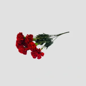 AF Wholesale-06-Carnation Red-LXA-1898