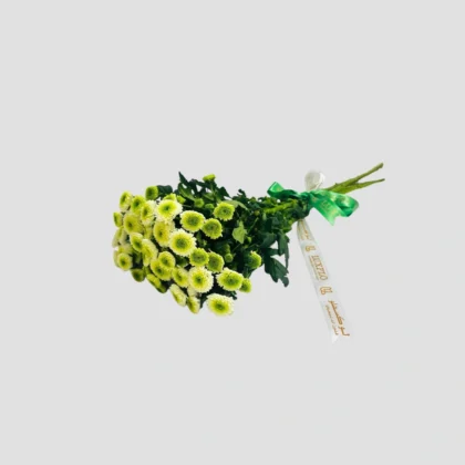 Wholesale-68-Chrys Santini WGreen-LXF-1916