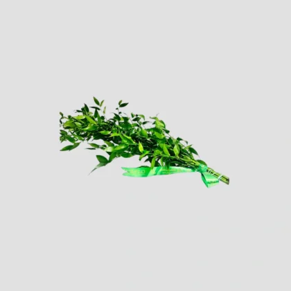 Wholesale-69-Italian ruscus Leaves-LXF-1919