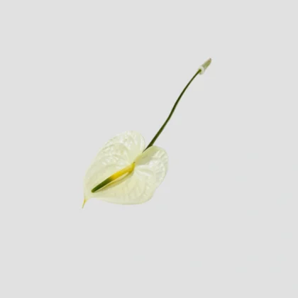 Wholesale-70-Anthurium White-LXF-1920