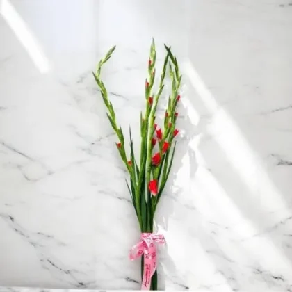 Wholesale-Gladiolus Pink-LXF-1977