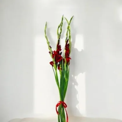 Wholesale-Gladiolus Red-LXF-1978