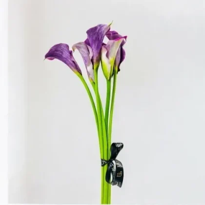 Wholesale-Purple Calla lily -LXF-1979